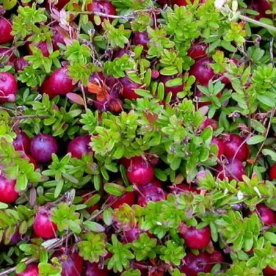 Клюква ПИЛИГРИМ в Жодино