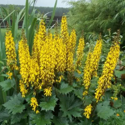 Бузульник ПРЖЕВАЛЬСКОГО в Жодино