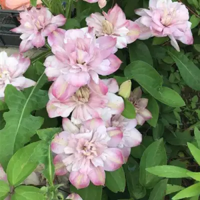 Клематис ИННОСЕНТ БЛАШ в Жодино