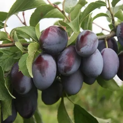 Слива РЕНКЛОД в Жодино