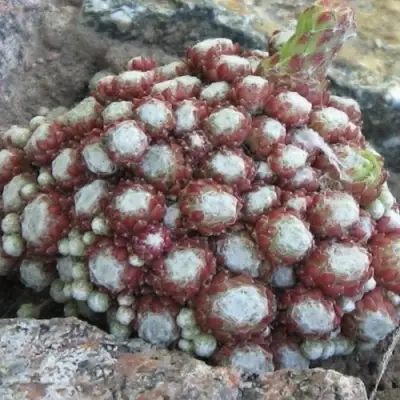 Молодило ГНАФАЛИУМ в Жодино