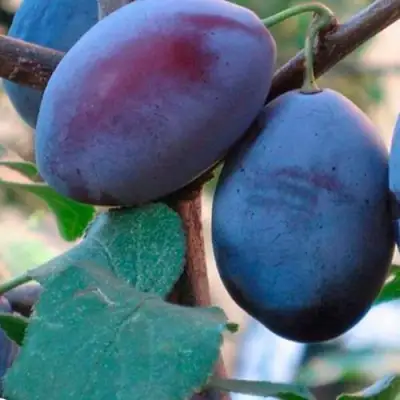 Слива СМОЛИНКА в Жодино