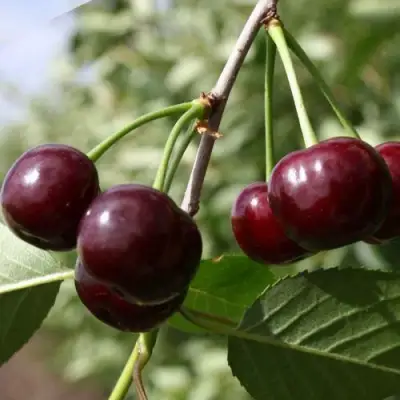 Вишня ЖАДАНА в Жодино