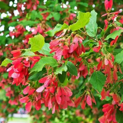 Клен татарский в Жодино