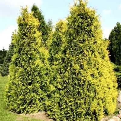 Туя САЛЛАНД западная в Жодино