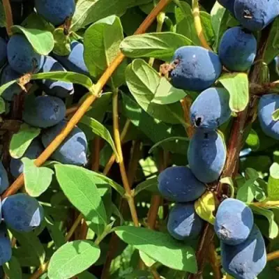 Жимолость съедобная КЛУБНИЧНАЯ СЕНСАЦИЯ в Жодино