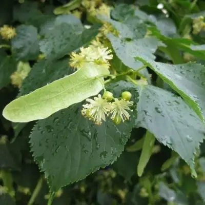 Липа мелколистная в Жодино