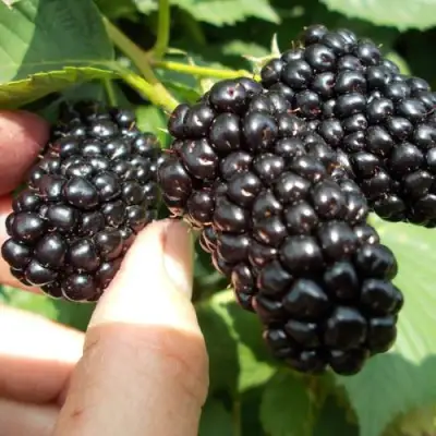 Ежевика НАТЧЕЗ бесшипная  в Жодино