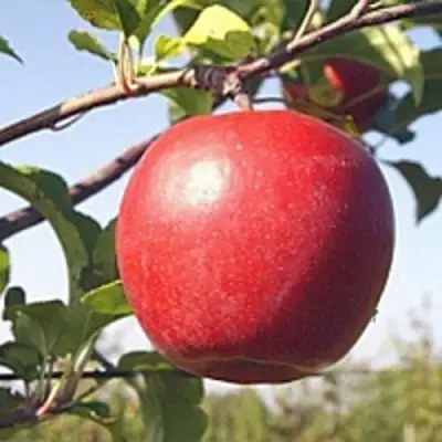 Яблоня ЛИГОЛ в Жодино