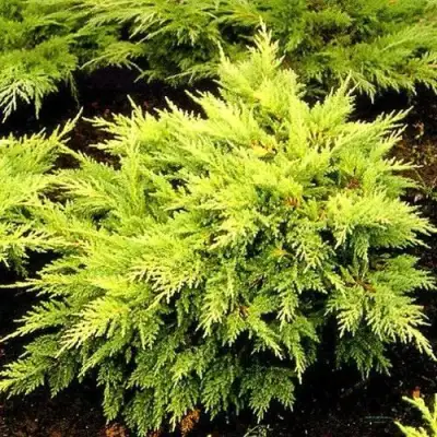 Можжевельник МОРДИГАН ГОЛД средний в Жодино