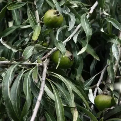 Груша ИВОЛИСТНАЯ в Жодино