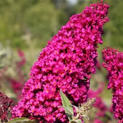 Буддлея давида РОЯЛ РЕД в Жодино