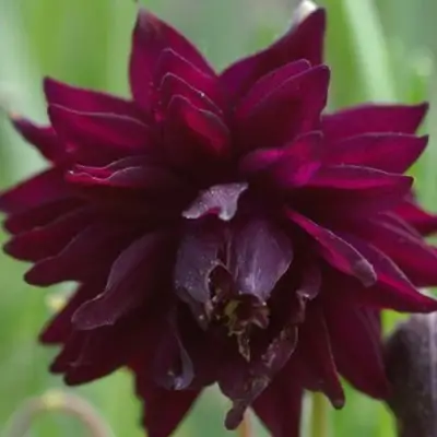 Аквилегия БАРЛОУ БОРДО обыкновенная в Жодино