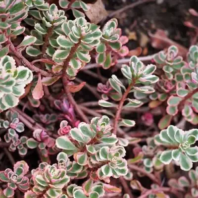 Очиток (седум) ТРИКОЛОР ложный в Жодино