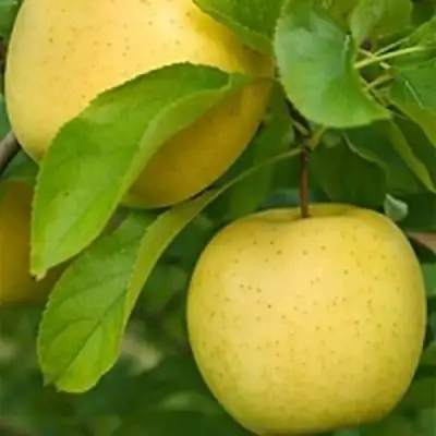 Яблоня АНАНАС в Жодино