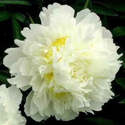 Пион ЗОЛОТОЙ ОРЕОЛ травянистый в Жодино