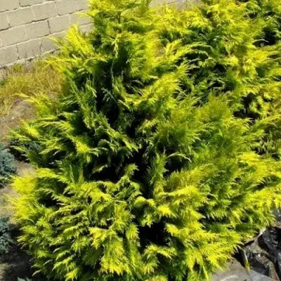 Кипарисовик ГОЛДЕН ВОНДЕР лавсона в Жодино