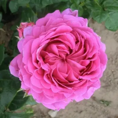 Роза АНУШКА чайно-гибридная в Жодино