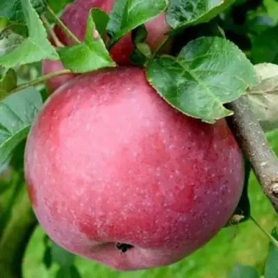 Яблоня ЕСЕНИЯ колонновидная в Жодино