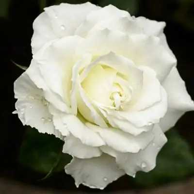 Роза МОНДИАЛЬ чайно-гибридная в Жодино