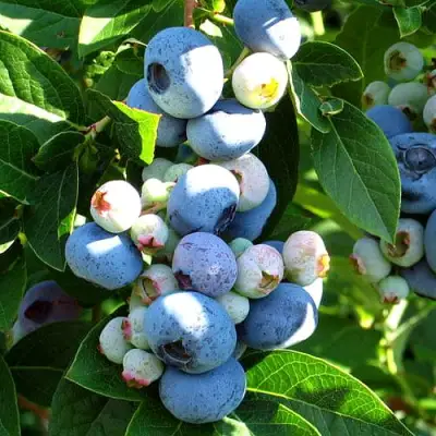 Голубика ВЕЙМУТ в Жодино