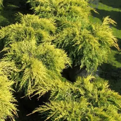 Можжевельник КИНГ ОФ СПРИНГ средний в Жодино