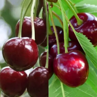 Комплект ВИШНЕВЫЙ ТАНДЕМ в Жодино