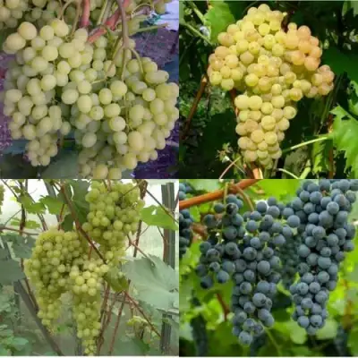 Комплект ВИНОГРАДНАЯ РАДУГА в Жодино