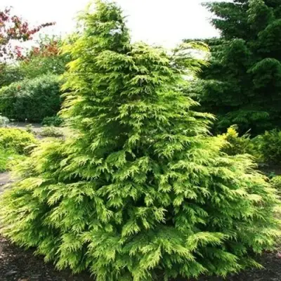 Кипарисовик САНКИСТ лавсона в Жодино