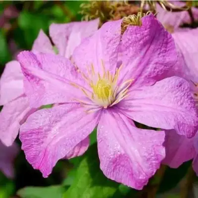 Клематис КОМТЕСС ДЕ БУШО в Жодино