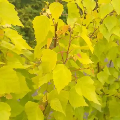 Берёза ГОЛДЕН ОБЕЛИСК повислая  в Жодино