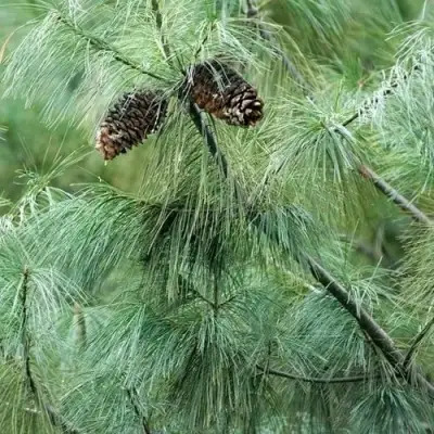 Сосна АРМАНДИ в Жодино