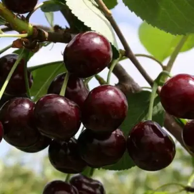 Дюк ИВАНОВНА в Жодино