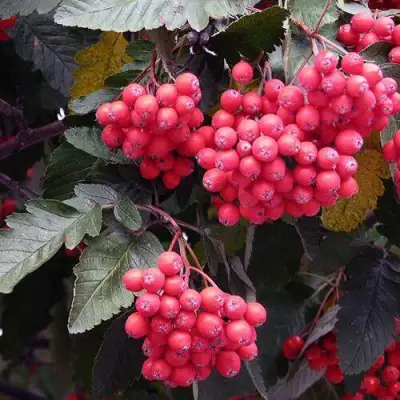 Рябина БОЯРЫШНИКОПЛОДНАЯ сладкоплодная в Жодино