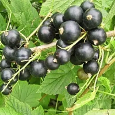 Смородина чёрная ЧЁРНЫЙ АИСТ в Жодино