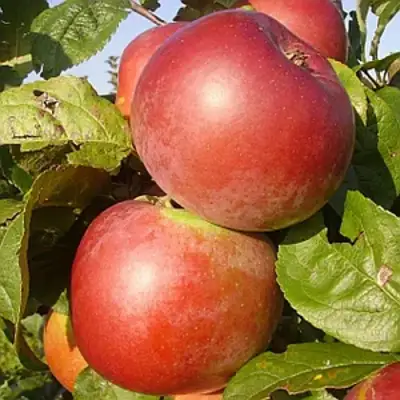 Яблоня АКСАМИТ в Жодино