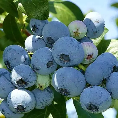 Голубика НУИ в Жодино