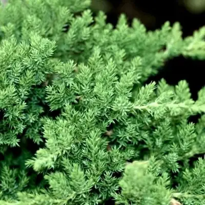 Можжевельник НАНА лежачий в Жодино