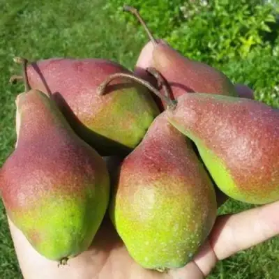 Груша ЯКОВЛЕВСКАЯ в Жодино