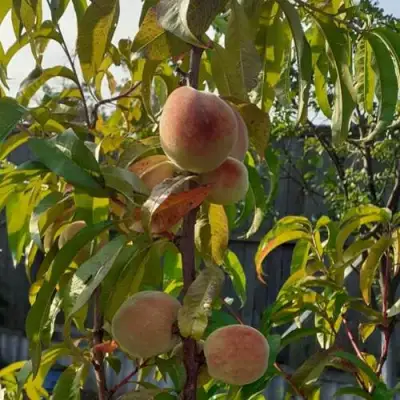 Персик ЕЛГАВСКИЙ в Жодино