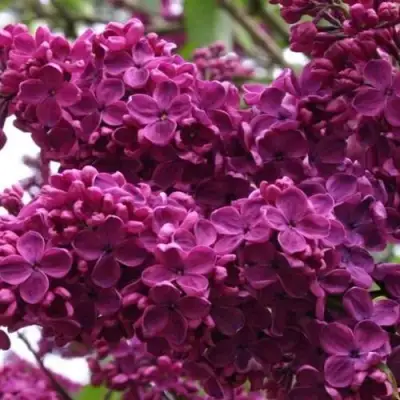 Сирень ЧАРЛЬЗ ДЖОЛИ в Жодино