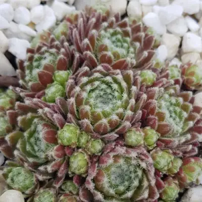 Молодило МОРКЕРС МЕРИТ в Жодино