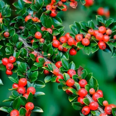 Кизильник горизонтальный в Жодино