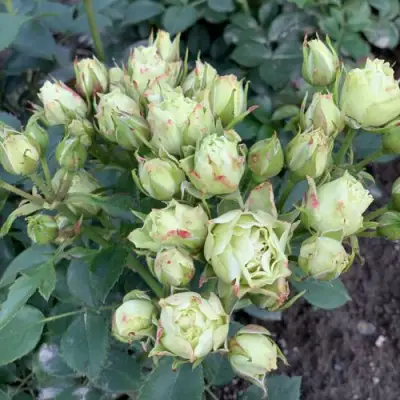 Роза ЛУВИАНА спрей в Жодино