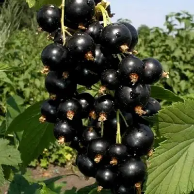 Смородина чёрная ВИНОГРАДНАЯ в Жодино