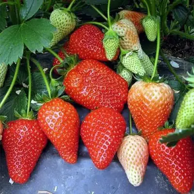 Клубника РОКСАНА в Жодино