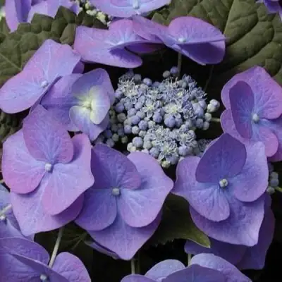 Гортензия БЛАУМАЙС (БЛАУМАЙЗЕ) крупнолистная в Жодино