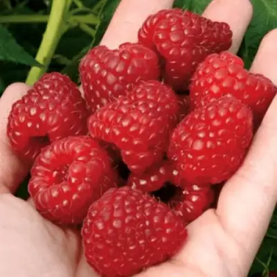 Малина РУБИФОЛ в Жодино