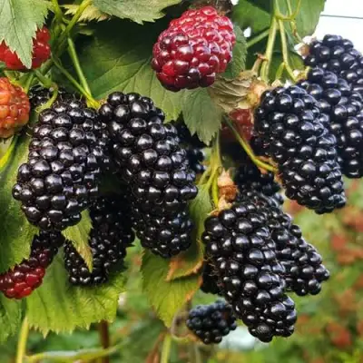 Ежевика НАТЧЕЗ бесшипная  в Жодино