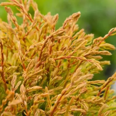 Туя ГОЛДЕН ТАФФЕТ западная в Жодино